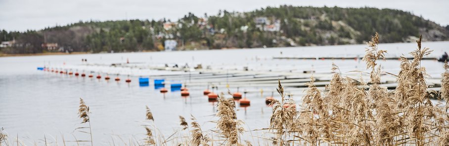 Vy över Edsviken med båtbrygga och vass i förgrunden.
