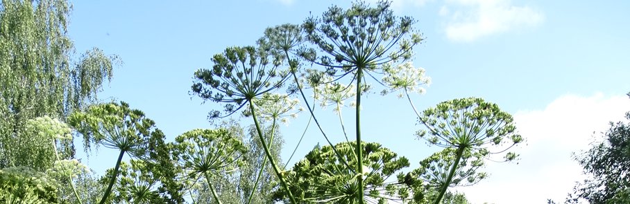 Björnloka