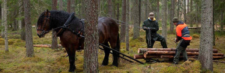 En man leder en häst genom skogen.