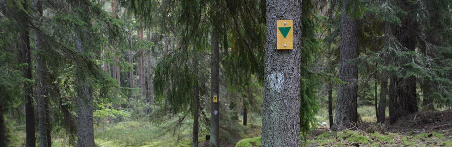 En skogsstid i Rösjöskogen.