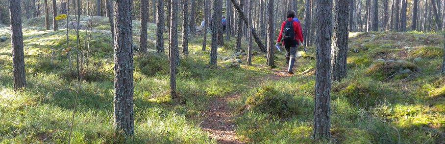 Stig i södra delen av Törnskogens naturreservat